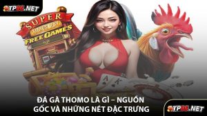 Đá Gà Thomo Là Gì – Nguồn Gốc Và Những Nét Đặc Trưng